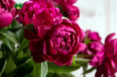 В чем разница между пионами и пионовидными розами? | РУССКИЙ БУКЕТ