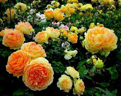 Что вам нужно знать если вы решили посадить розы в саду. Пошаговая  инструкция, выбор саженцев.