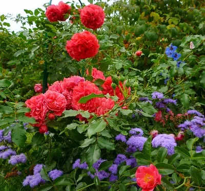 Красные и желтые розы в саду Стоковое Изображение - изображение  насчитывающей природа, хобби: 188304879
