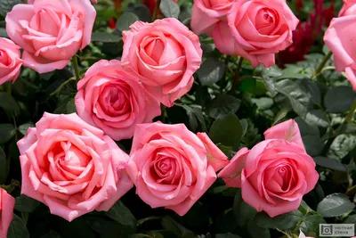 Розы Роза Сад - Бесплатное фото на Pixabay - Pixabay