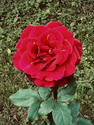 Розы в саду. Дача. | Фото