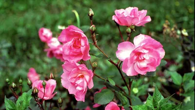Фотообои \"Ярко-розовые розы в саду\" - Арт. 170515 | Купить в  интернет-магазине Уютная стена