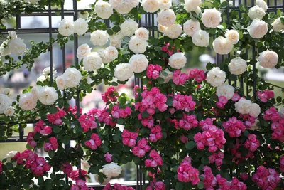 розовые розы в саду стоковое изображение. изображение насчитывающей  бразилии - 248613361