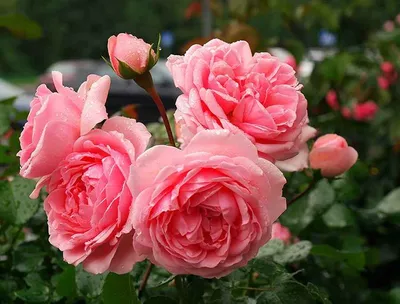 Розы в саду | Красивые цветы, Розы, Цветение