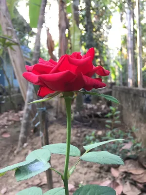 Как сажать розы и когда: правильная посадка в открытый грунт