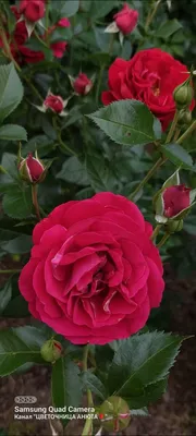 Роза — Википедия