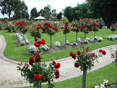 Какие цветы можно посадить в саду рядом с розами - Lifestyle 24