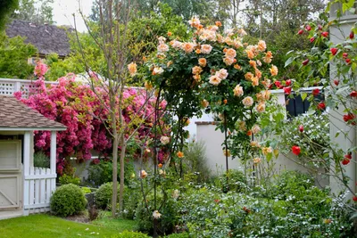 Красивая роза в саду :: Стоковая фотография :: Pixel-Shot Studio