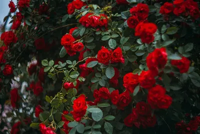 Розы в саду: как выбрать, где посадить и как ухаживать