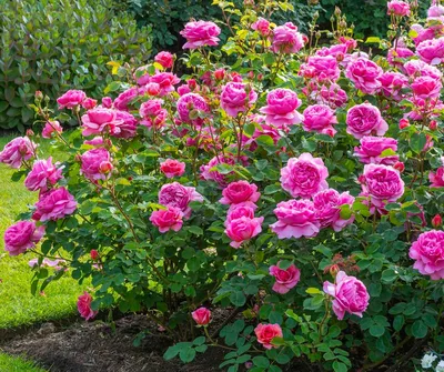 Как вырастить розы в своем саду – Курская правда