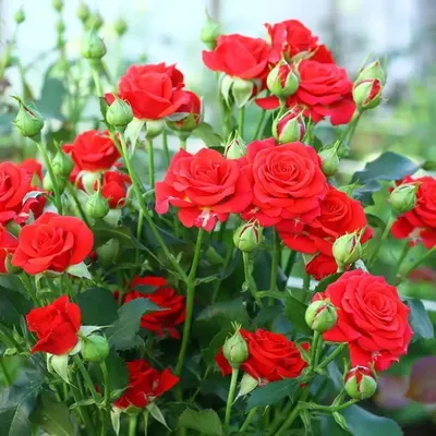 Сады и Розы: Как создать идеальный цветник