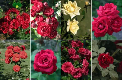 Волшебство роз в саду. | Розовый сад творчество для души. | Дзен