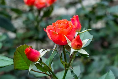 Роза - королева Сада – новости в блоге Садового Центра «Botanic Market»