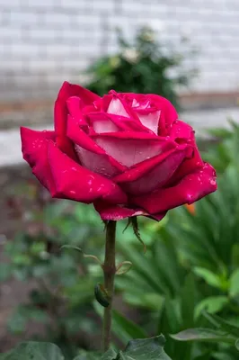 Стихотворение «Розы в саду» автора Александрина - Литературный сайт Fabulae