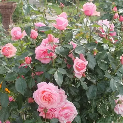 Какие сорта роз лучше всего подходят для выращивания на Урале?: Общество:  Облгазета