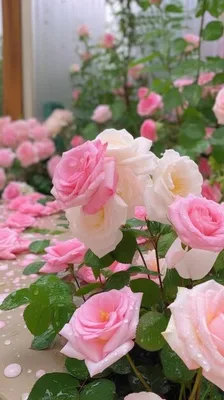 Розы в саду ранним утром» — создано в Шедевруме