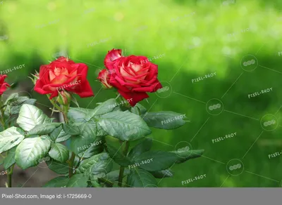 Штамбовые розы. Особенности. Посадка и уход. Использование в дизайне сада |  Интернет-магазин садовых растений