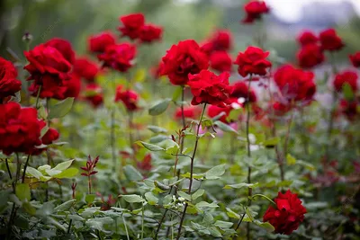 Одна большая красная роза в саду | Премиум Фото