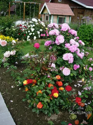 Скачать обои цветы, розы, сад, опора, красные, клумбы, розовый куст,  плетистая роза, раздел цветы в разрешении 2560x1440