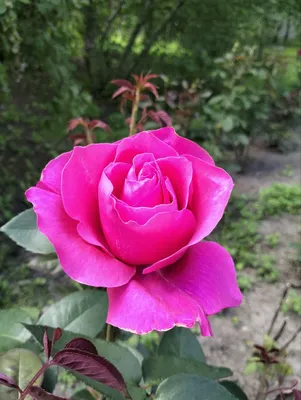 Розы Сад Розовый Куст - Бесплатное фото на Pixabay - Pixabay