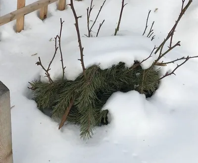 Хранение саженцев роз зимой: мой успешный опыт