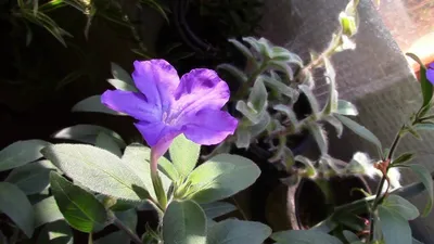 Фото комнатного растения Руэллии: красота, которая заряжает позитивом