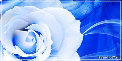 Открытка с именем Руфина С днем рождения белые и красные розы для любимых.  Открытки на каждый день с именами и пожеланиями.