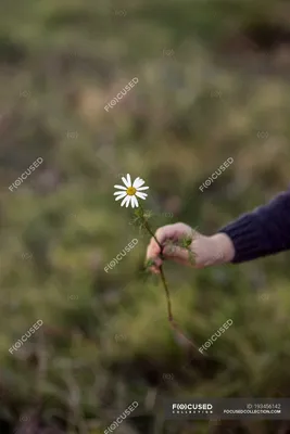 Фотография женских рук, держащих музыкальный инструмент