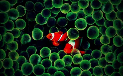 Фотография Рыбы клоуна на фоне кораллов