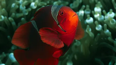 Клоунская красота: Рыба клоун на фото