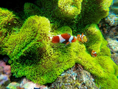 Рыба клоун на коралловом рифе