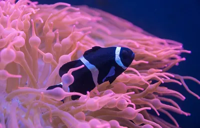 Рыба клоун в аквариуме со световыми эффектами
