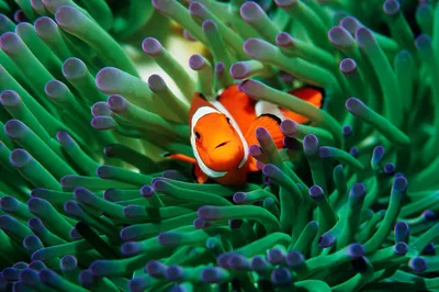Рыба клоун на фоне коралловых пород