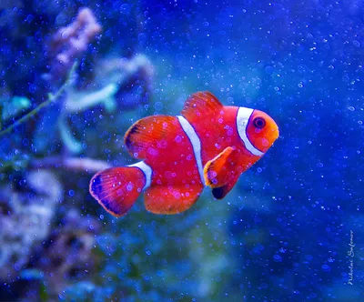 Клоунские рыбки: красивые и загадочные фотографии