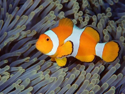 Клоунские рыбки на изображениях: экзотика и красота