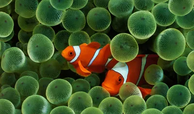 Красочные рыбки клоуны: фотография в PNG