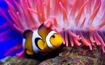 Изображения рыбок клоунов: загадочность и красота