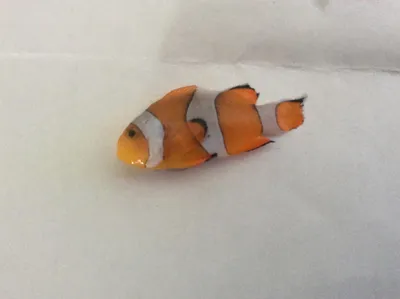 Клоунские рыбки на фото: загадочные и красивые изображения