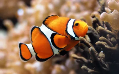 Клоунские рыбки: красивые изображения