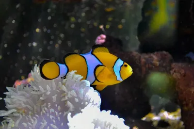 Клоуны-рыбки на фотке в аквариуме