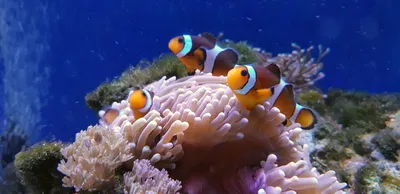 Фото клоунских рыбок: красивое и яркое
