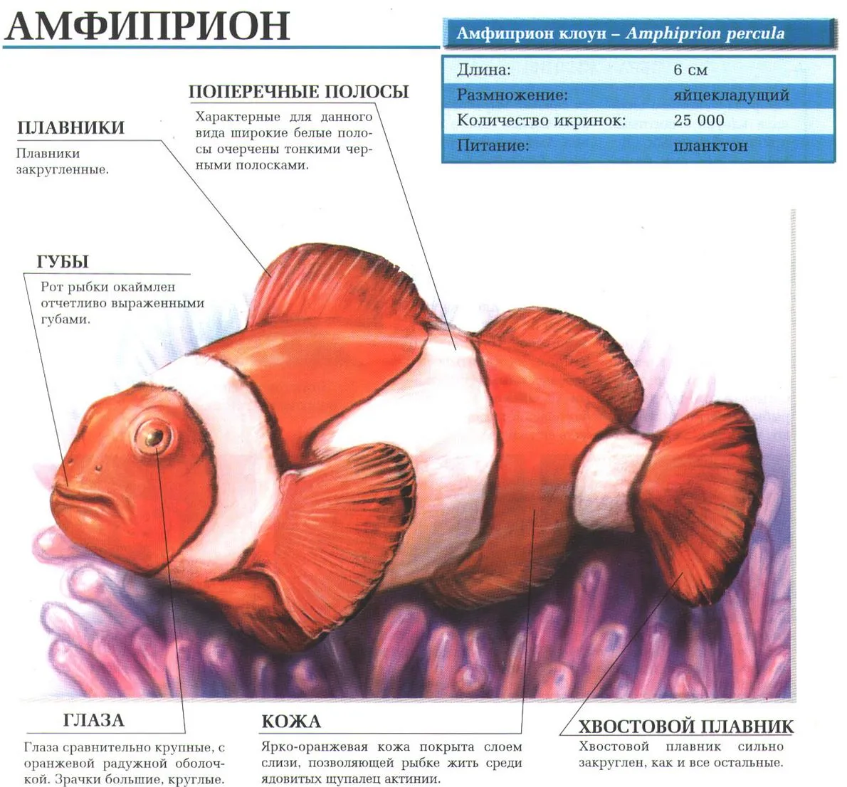 Рыба клоун презентация