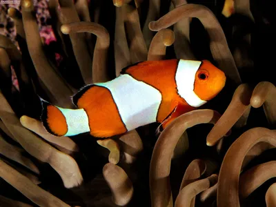 Фото клоунской рыбки для использования в дизайне интерьера