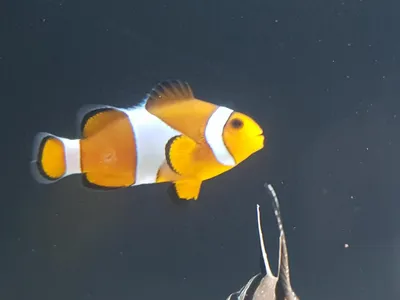 Клоунские рыбки на фото для использования в видео
