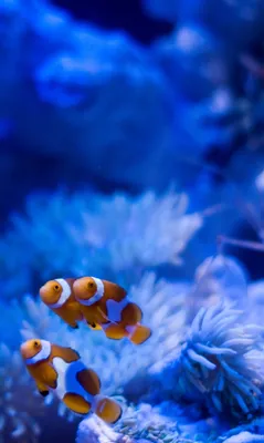Рыба клоун: самые яркие цвета природы
