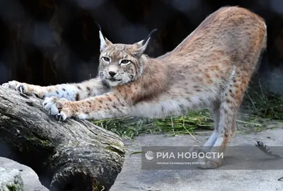 Евразийская рысь - Авалов А.В. Подробное описание экспоната, аудиогид,  интересные факты. Официальный сайт Artefact