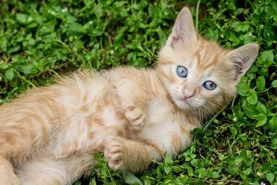очень старый рыжий кот с лентиго на губах и шуме Стоковое Фото -  изображение насчитывающей млекопитающее, никто: 221599896