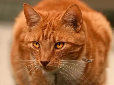 Cat aesthetics 💛🧡кот эстетика 🐈милота рыжий кот. в 2023 г | Рыжий кот,  Кот, Котята