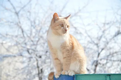 Виниловая наклейка \"Рыжий кот\"