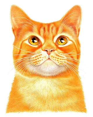 Рыжий Кот — стоковые фотографии и другие картинки Американская  короткошёрстная кошка - Американская короткошёрстная кошка, Без людей, В  помещении - iStock